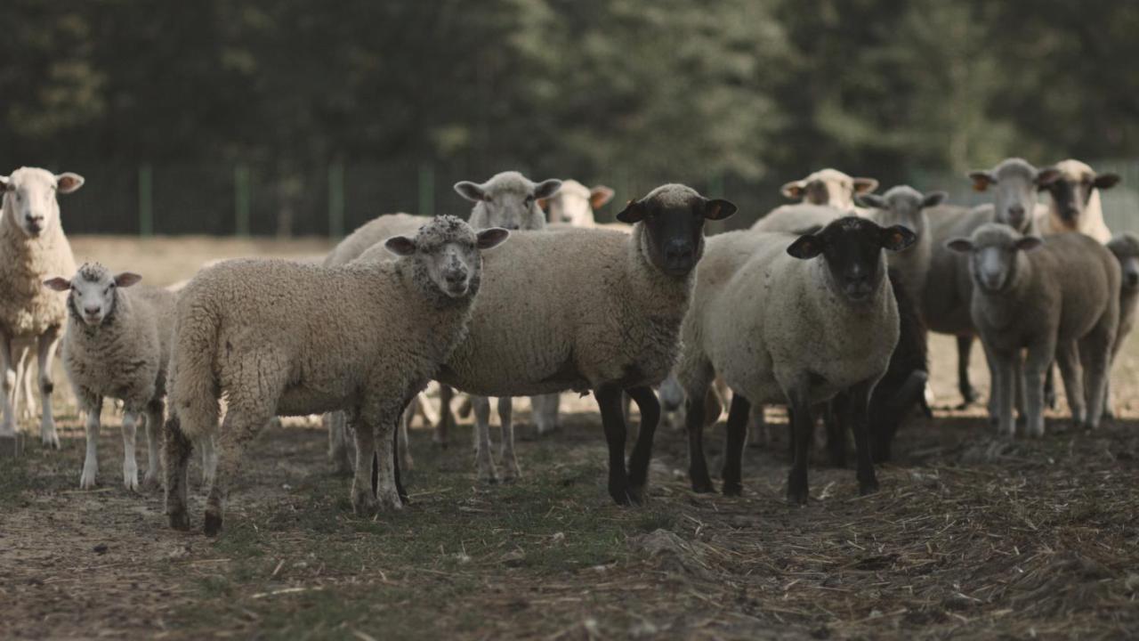 Tatarska Zagroda - Agroturystyka Dolina Baryczy Noclegi - Domek Jelonek Krosnice Dış mekan fotoğraf
