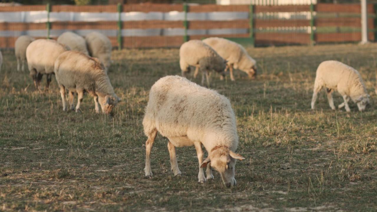 Tatarska Zagroda - Agroturystyka Dolina Baryczy Noclegi - Domek Jelonek Krosnice Dış mekan fotoğraf