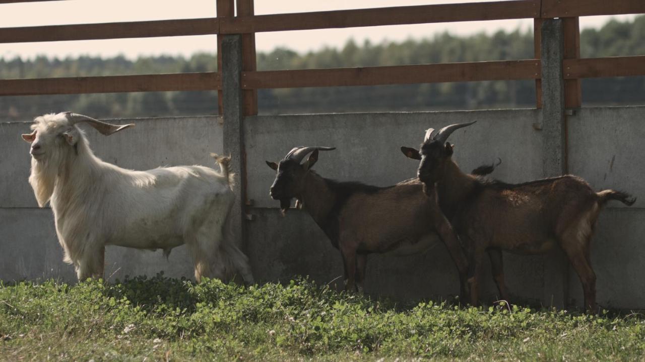 Tatarska Zagroda - Agroturystyka Dolina Baryczy Noclegi - Domek Jelonek Krosnice Dış mekan fotoğraf